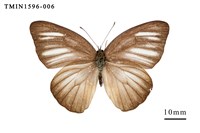 藏品(異色尖粉蝶)的圖片